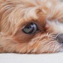 DS동물병원 | 강아지 사료 돌고 돌아 정착한 찐 후기!