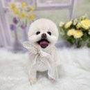 복이네도그살롱 이미지