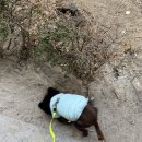 강아지산책 | 강아지 산책 알바 후기 페이 준비물 꿀팁