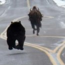 버팔로