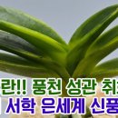 명품풍란!! 풍천 성관 취화모단 양귀희 서학 은세계 신풍 진묵 이미지