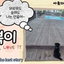 안면도덤앤더머 이미지