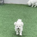 리츠펫 동탄능동점 이미지