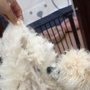 편안한댕 이미지