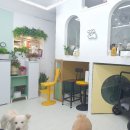 우리동네펫 이미지