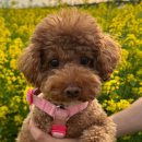 강서개화축구장 | 4월 부산 가볼만한곳 대저생태공원 유채꽃 축제 주차