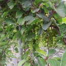 돌배농원 이미지