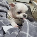 지니보떼네일 | 씹. 삼. 바 ~! 씹어 삼켜 바닥ㄲㅏ지 !