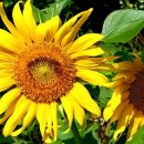 드뎌 해바라기(SunFlower)가~ ㅎㅎㅎ 이미지