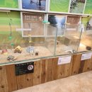 돼지토끼 | 아이와 함께 가기 좋은 평창 체험 여행지, 토끼의숲 먹이주기 체험 솔직 후기