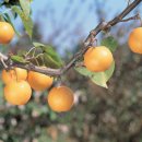 수현농원 이미지