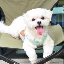 (주)랜드마크스테이 인 송도 | 송도 애견동반 숙소 더 노벰버 스테이 인 랜드마크 대만족 후기