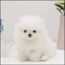 더독스 강아지분양 서울 이미지