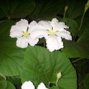 죽관메원 이미지