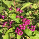 맹산생태학습원 이미지