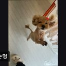 꼬순멍 이미지