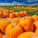 호박농장 이미지