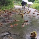 밤순식탁 이미지