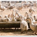 정현덕농장 이미지