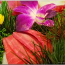 미가참치 이미지