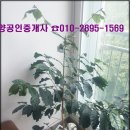 주례현대무지개상가 이미지