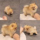 강아지분양 퍼피베이비 이미지