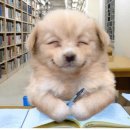 웃는강아지 이미지