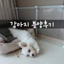 행복한펫샵 - 서구 국채보상로 343 | 부천 펫샵 분양 후기/두부 안녕?