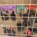 연화농원 이미지