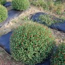 감곡초등학교 이미지