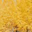 예쁜커피나무 이미지