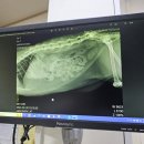 창신동물병원 이미지