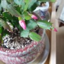 새로나화원 이미지