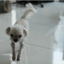 코델리아 이미지