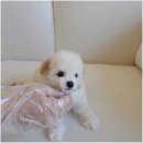 퍼피애견샵 이미지