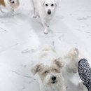 멍머니 2호점 이미지