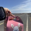 제주토끼 이미지