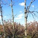 중앙공원 산책로 이미지