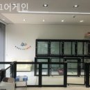 도그어게인 이미지