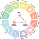 Mitochondrial control of inflammation - 2022년 nature reviews 이미지