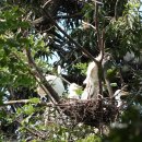 백로서식지 이미지