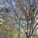 서래초등학교 이미지