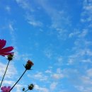 코스모스 이미지