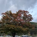 평창한우마을 면온점 | 픽드랍해주는 평창 한우 맛집, 평창한우마을 면온점 후기