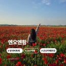 (주)엘에스팜 | [전북] 양귀비축제 개화상황 군산 엔오엔팜 군산카페추천