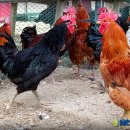 천마리농장 이미지