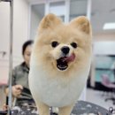 웰니스펫뷰티 이미지