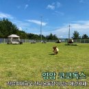 버블독스 영암삼호점 | 목포애견카페 영암 코코독스 다녀온 후기!