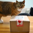 밸리댄스(야간) | [내돈내산] 엘가토 스트림덱 MK.2 활용 가이드: 1인 에디터를 위한 생산성 혁명