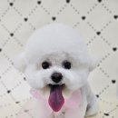 포댕포댕 이미지